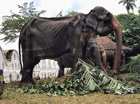 Animal-lovers slammed the authorities for forcing the aged elephant to participate in the Esala Perehara. (Photo | Facebook)