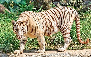 White Tiger