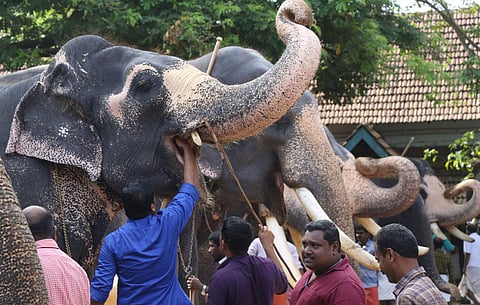 A visual of a temple elephant in Kerala. (Photo | EPS)