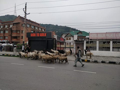 A shepherd taking his lambs and goats to station road Srinagar in order to sell them for Bakr-eid. (Picture taken on evening of August 9, three days before Eid-ul-Zuha (Photo | Sana Shakil, EPS)