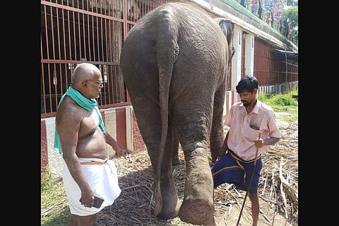 The swollen leg of Sriperambadur temple elephant. | EXPRESS