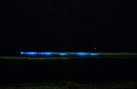 Visitors to Thiruvanmiyur, Elliot's and Injambakkam beach witnessed bioluminescence in the water. (Photo | @ajaw_, Twitter)