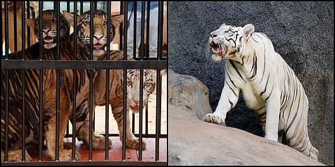 Tamil Nadu Chief Minister Edappadi K Palaniswami named four tiger cubs at Arignar Anna Zoological Park in Chennai on 10th August 2019. (Photos| R Satish Babu, EPS)