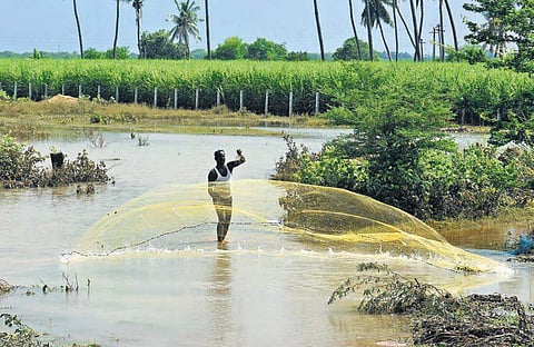 A fisherman casting his net in floodwater at a farm in Pedapulipaka near the city on Monday | Express