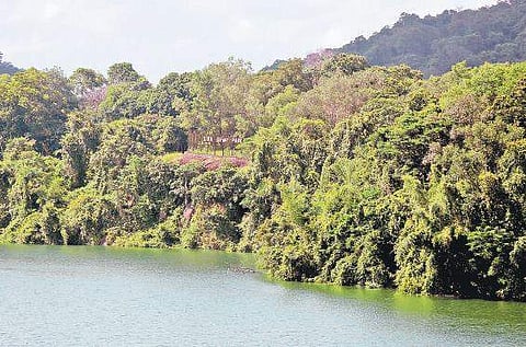 The Lion Safari Park at Neyyar Dam in Thiruvananthapuram | BP Deepu