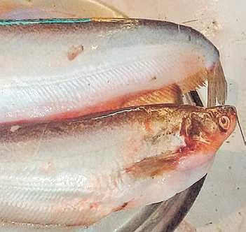 Researchers at AIIMS have assembled the genome of the Pabda fish