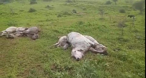 Dead cows found at the gaushala.