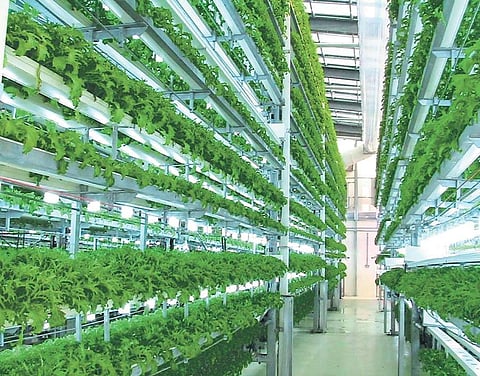 The  vertical gardens at MG Road Metro station | EPS.