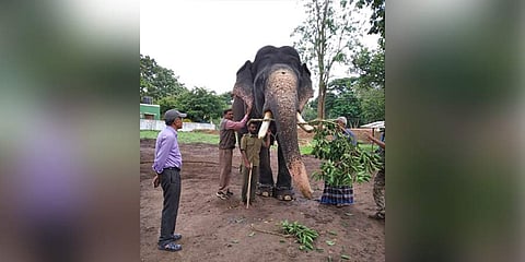 Dasara elephant Arjun. (Photo | Express)