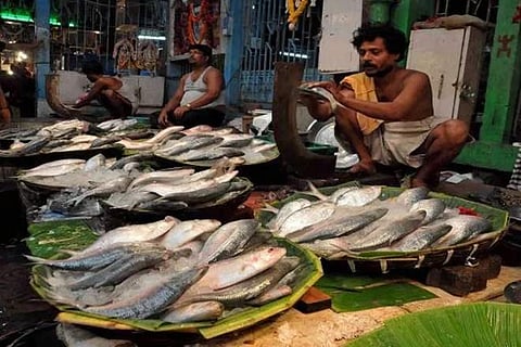 Hilsha fish (File Photo | PTI)