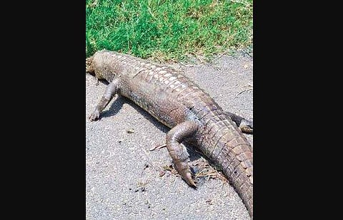 crocodile with GPS tracking device (Photo |EPS)