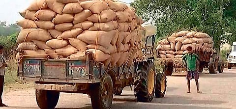 Surplus paddy fro sale in odisha (Photo |EPS)
