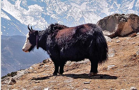 How a trek to the Everest Base Camp  put a woman’s life in perspective