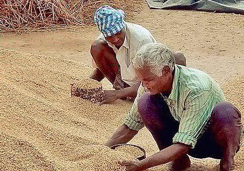 Paddy farmers in Odisha
