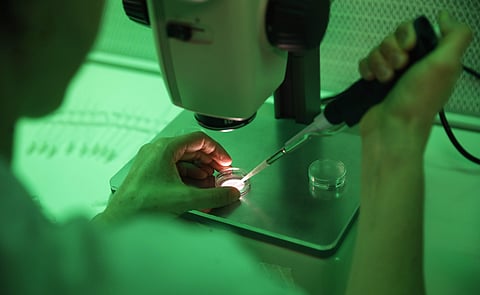 Scientists in Italy fertilize seven northern white rhino eggs