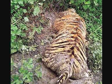The carcass of a tiger which was found dead at a cotton field in Podasa village of Maharashtra on Sunday (Photo |EPS)