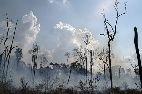 Deforestation hits record high level in five years in Brazil's Amazon rainforest