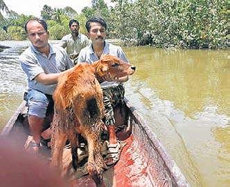 Animal Rahat team rescuing cattle stranded in flood-hit areas (File photo)