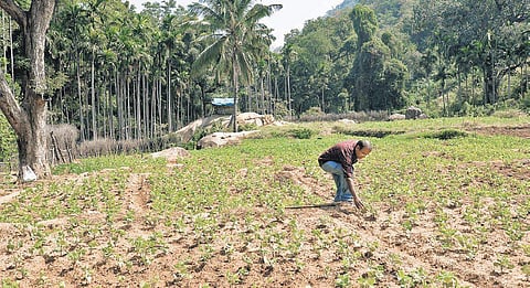 Fields cultivated with beans by the Muthuvan tribes at Thayyannankudy |( Photo | EPS )