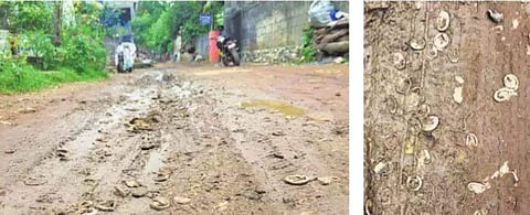 A pile of condoms lying on Kakkode Road (Photos | EPS)