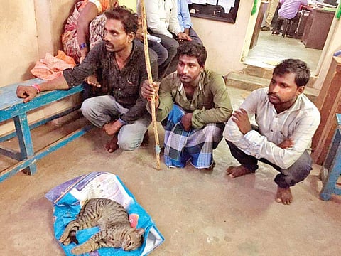Gang nabbed by Arilova police for hunting cats and killing them in Visakhapatnam | express
