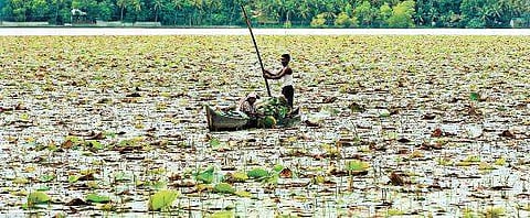 People collecting lotus leaves to be sold in temples | Vincent Pulickal