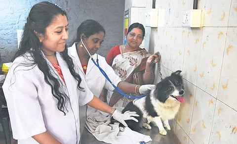 Dr Darshana and Dr Soya K L attending to Julie, while owner Usha holds on to its leash at the District Veterinary Centre,  PMG Junction, Thiruvananthapuram | B P Deepu