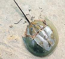 horseshoe crabs (Photo |EPS)