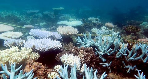 Australia's Great Barrier Reef was downgraded to 'very poor' for the first time in 2019. | ( File Photo | AFP )