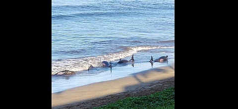 Five whales died, including four that were euthanized, after a mass stranding Thursday on a beach on the Hawaii island. | ( Photo | AP )