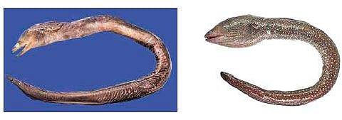 new species of moray eels (Photo |EPS)