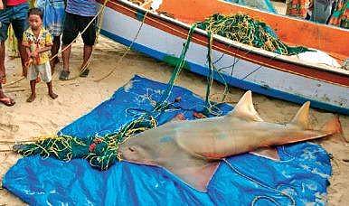 The Largetooth Sawfish that was brought to shore on Saturday | express