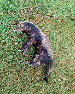 The dead honey badger (Photo |EPS)