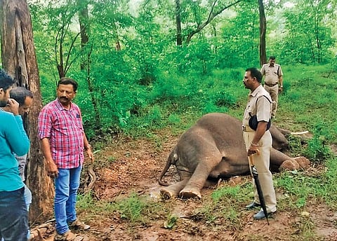 The wild tusker that was killed near Walayar on Friday night | EXPRESS