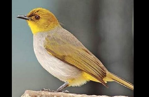 Yellow-throated bulbul