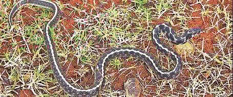 The Indian egg-eater (Elachistodon westermanni)