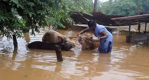 A woman hand feeding pigs at her flooded residence (Photo | A Sanesh, EPS)