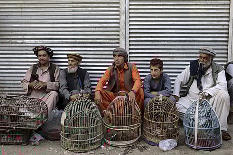 Bird sellers wait for customers at a market in the Old City of Kabul, Afghanistan, Sunday, Sept. 8, 2019. | ( Photo | AP )