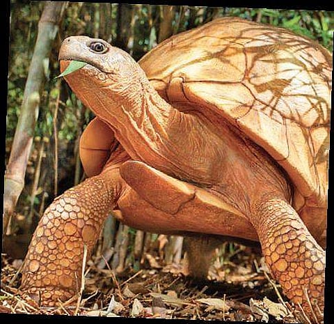 One of the photograph clicked by Richard Drew (File Photo |EPS)