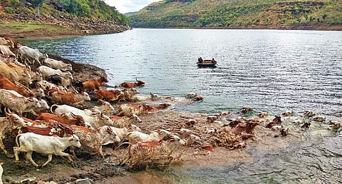 Poda Thurupu, endemic to Amrabad and a few other areas in Telangana