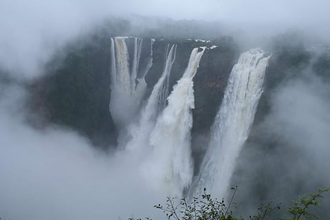 Jog Falls in Sagar taluk of Shivamogga district. | (Shimoga Nandan | EPS)