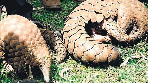 Some of the pangolins seized from poachers