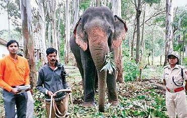 File photo of an elephant that was rescued from timber mafia | Express