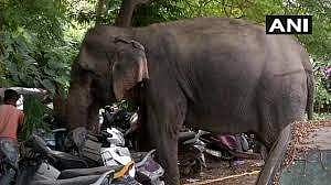 Missing elephant Laxmi was found near Yamuna river in Delhi on 18 September 2019. (Photo | ANI Twitter)