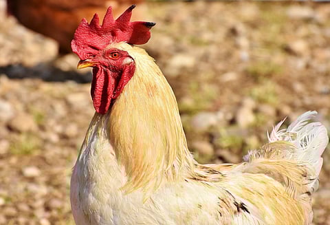 The woman died after the aggressive rooster punctured a vein.