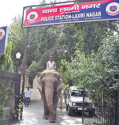 Laxmi, the elephant that had gone missing two months ago, leaving the Laxmi Nagar police station for a forest department nursery. | ( Photo | Parveen Negi )
