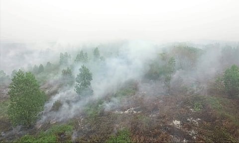 In 2012, Indonesia lost 840,000 hectares of forest cover, overtaking Brazil's depletion of 460,000 hectares, despite its forest being a quarter of the size of the Amazon rainforest. This has led to the nation becoming the world's third-largest producer of