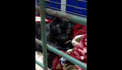 Young black panther rescued from French apartment rooftop stolen from zoo