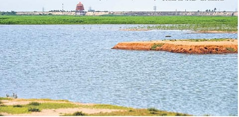 The recent spell of rains has infused life into the Chembarambakkam Lake | DEBADATTA MALLICK