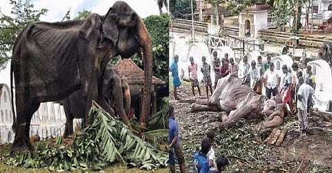 The animal rights group called for stronger enforcement of animal-protection laws in Sri Lanka and other countries. ( Photo | Behindwoods Twitter )